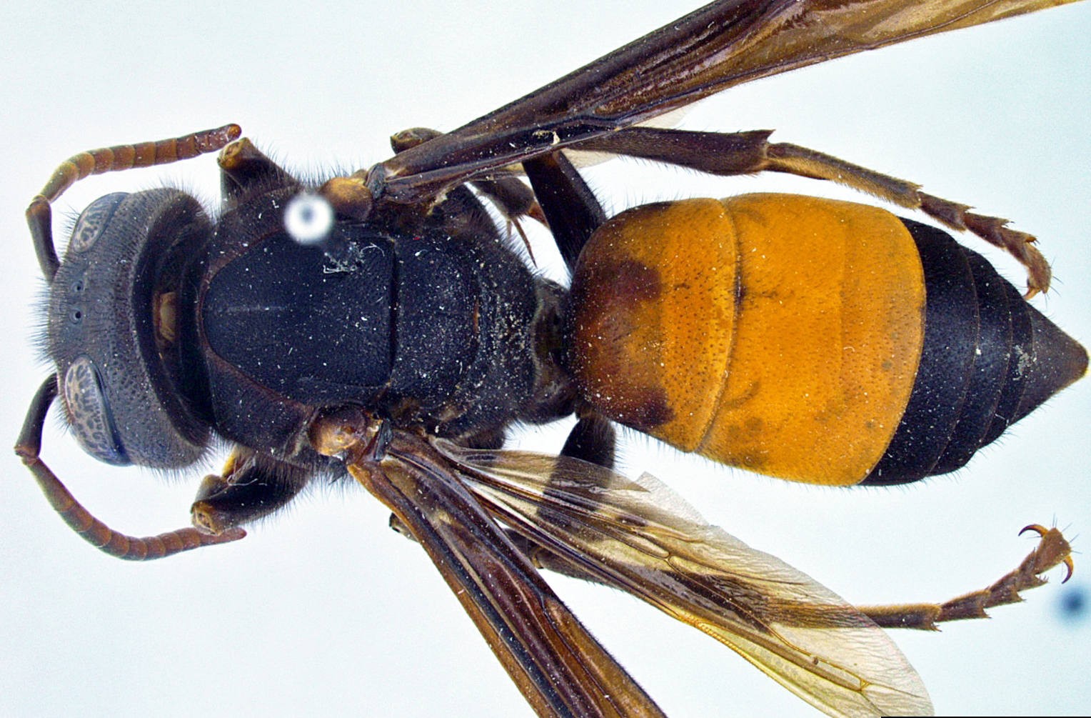 Vespa affinis