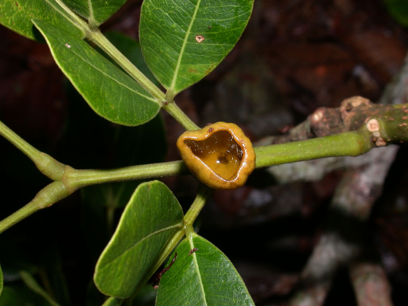 Abarema adenophora 