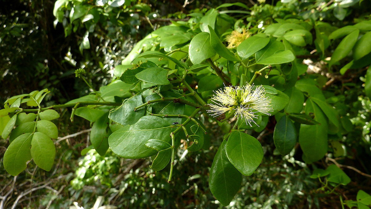 Abarema asplenifolia