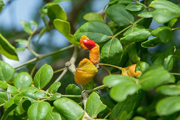 Abarema cochleata