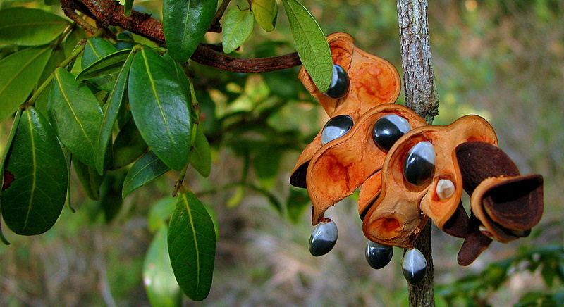 Abarema cochliacarpos