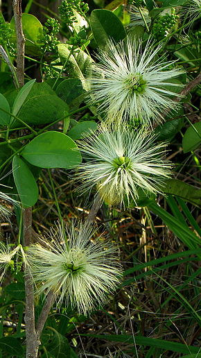 Abarema filamentosa 