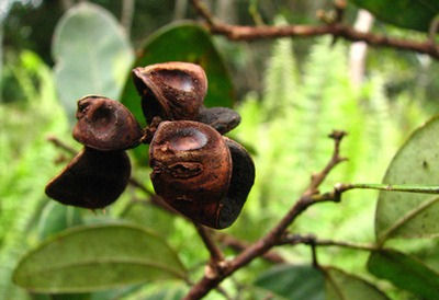 Abarema leucophylla