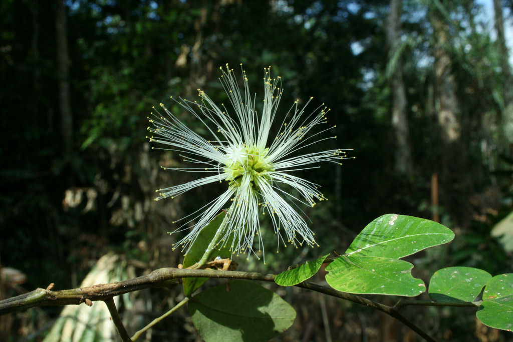 Abarema microcalyx