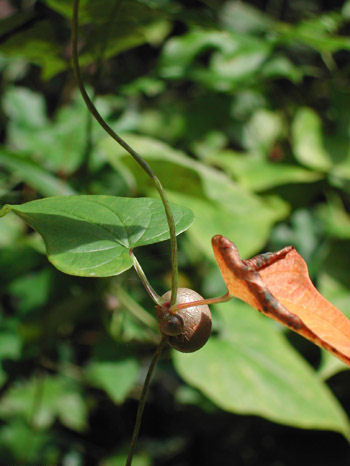 Abarema oppositifolia