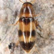 Abdera quadrifasciata