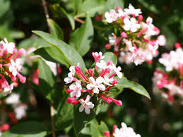 Abelia biflora