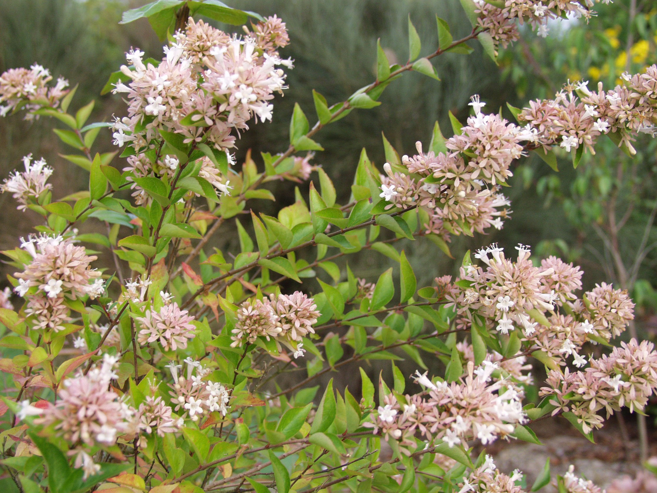 Abelia chinensis 