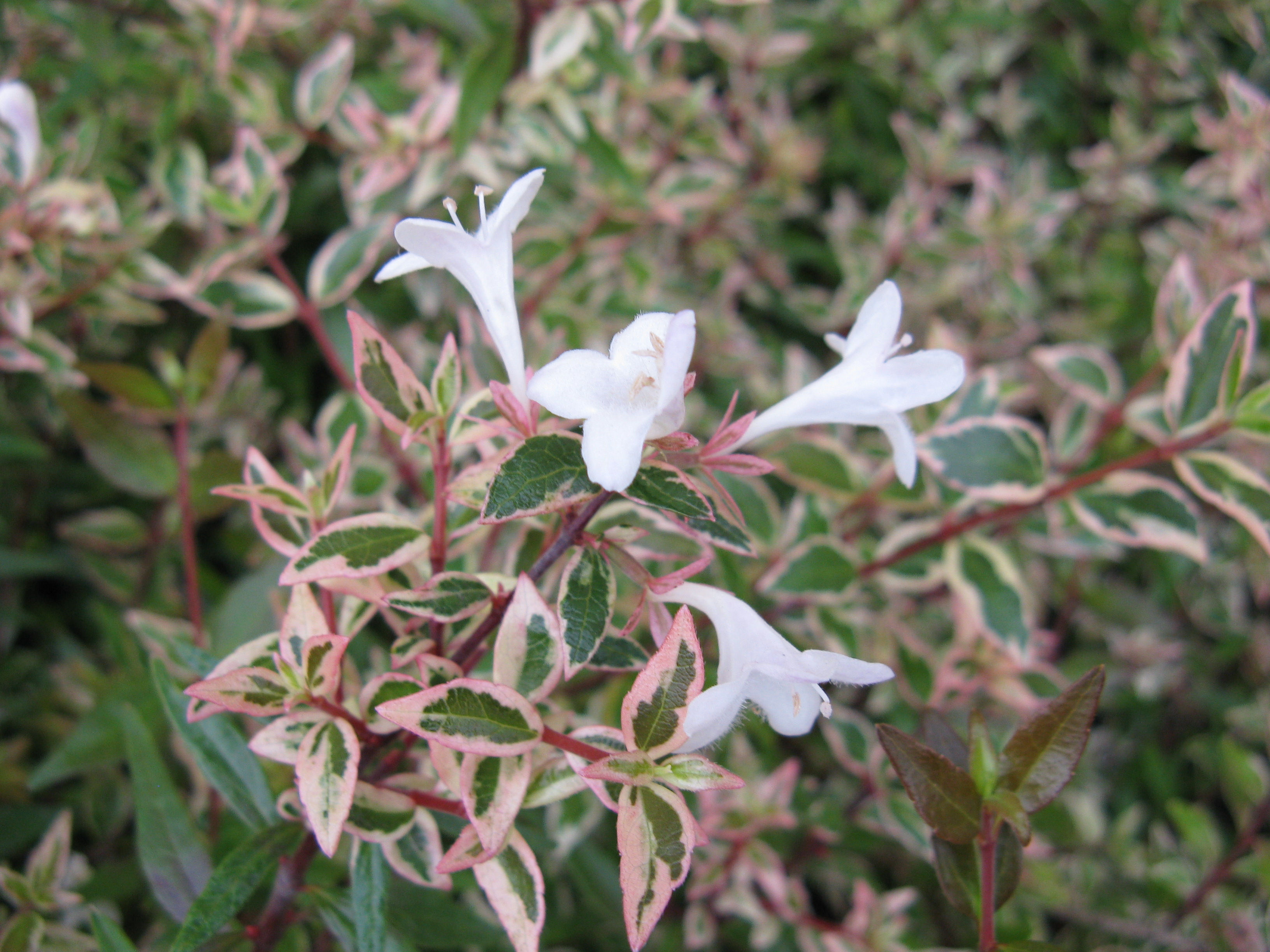 Abelia 