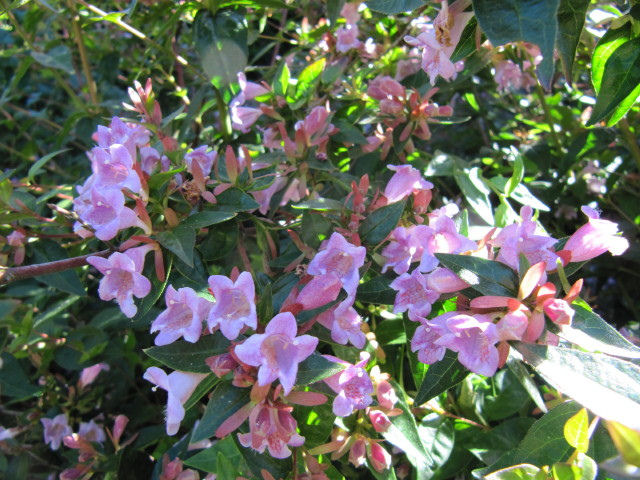 Abelia 