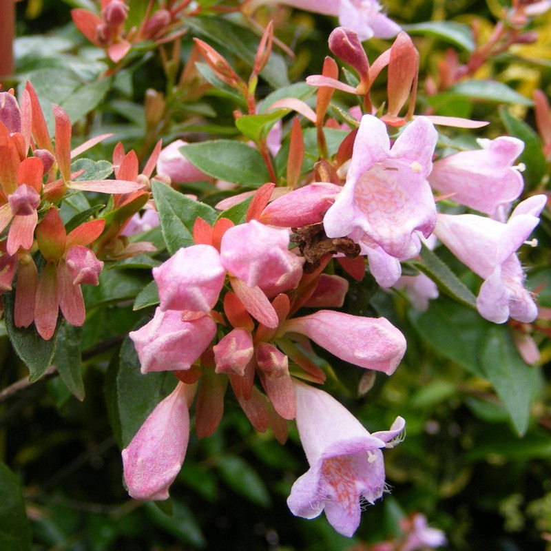 Abelia 