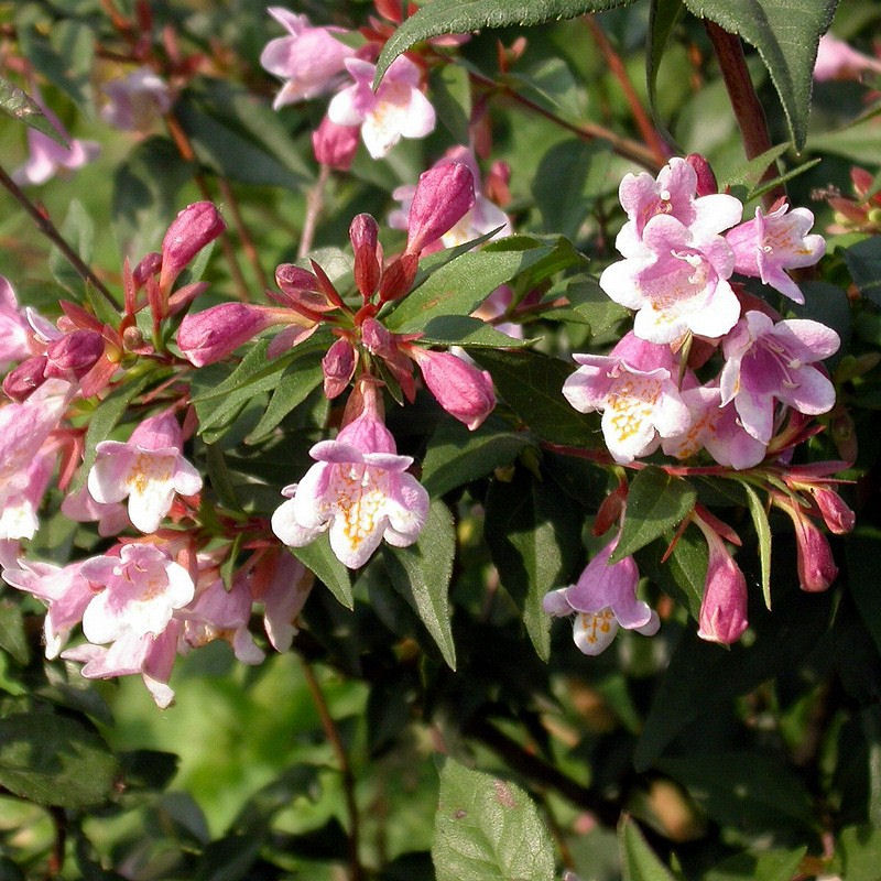 Abelia engleriana 