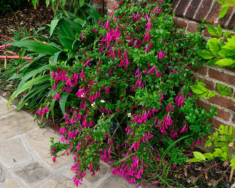 Abelia floribunda