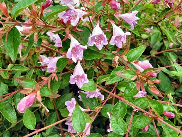 Abelia graebneriana