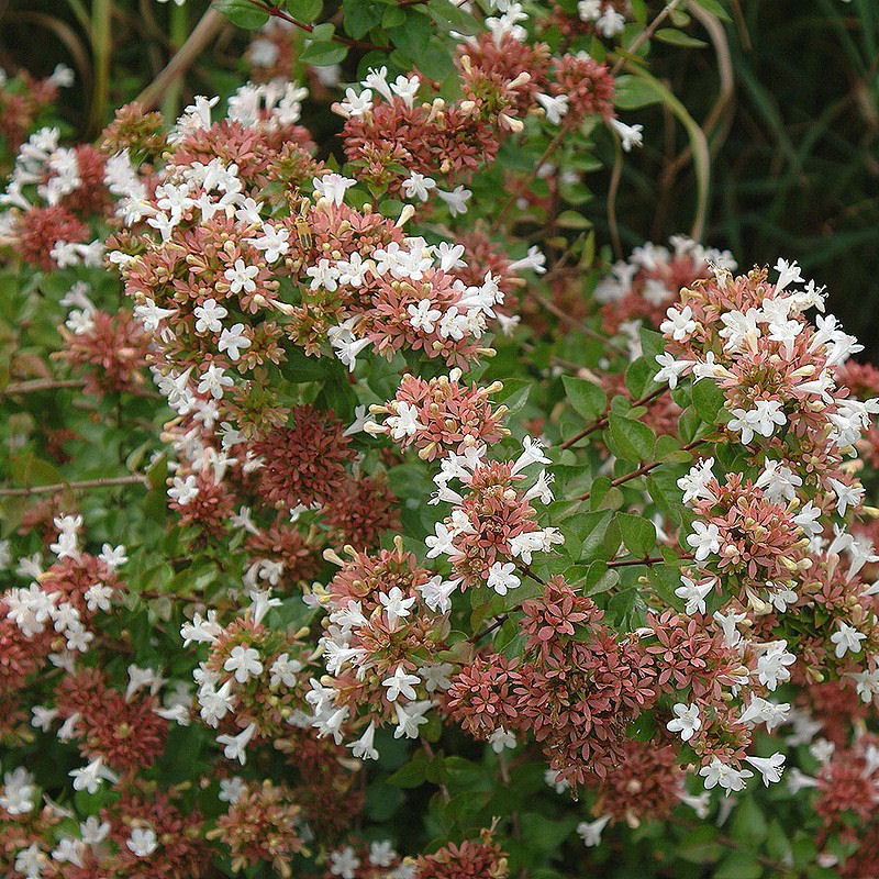 Abelia x grandiflora