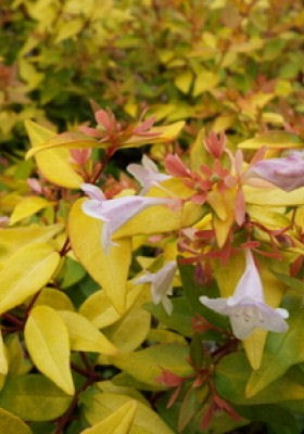 Abelia x grandiflora 