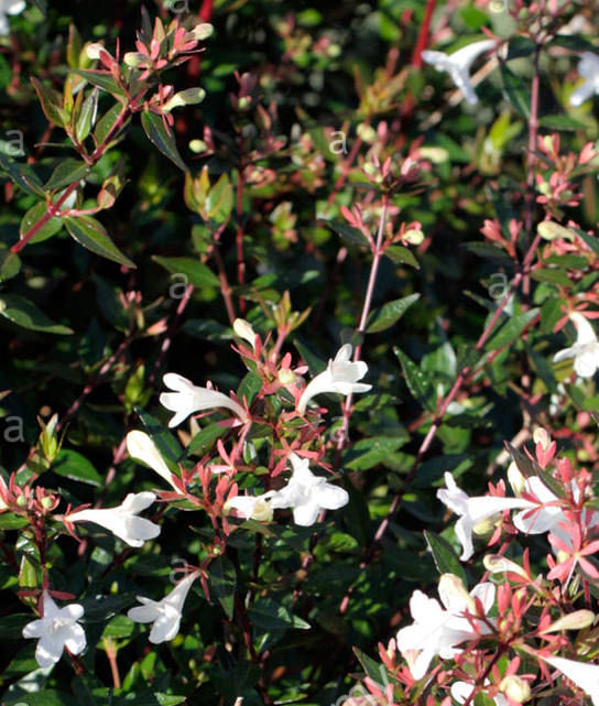 Abelia x grandiflora 