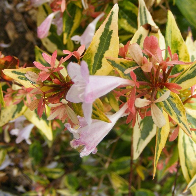 Abelia x grandiflora 