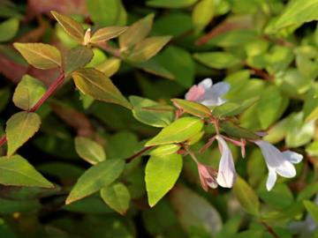 Abelia x grandiflora 