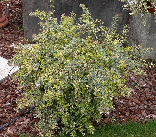 Abelia grandiflora 