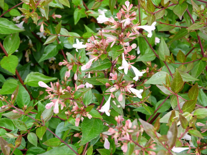 Abelia x grandiflora 