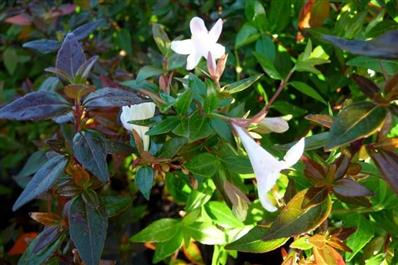 Abelia x grandiflora 