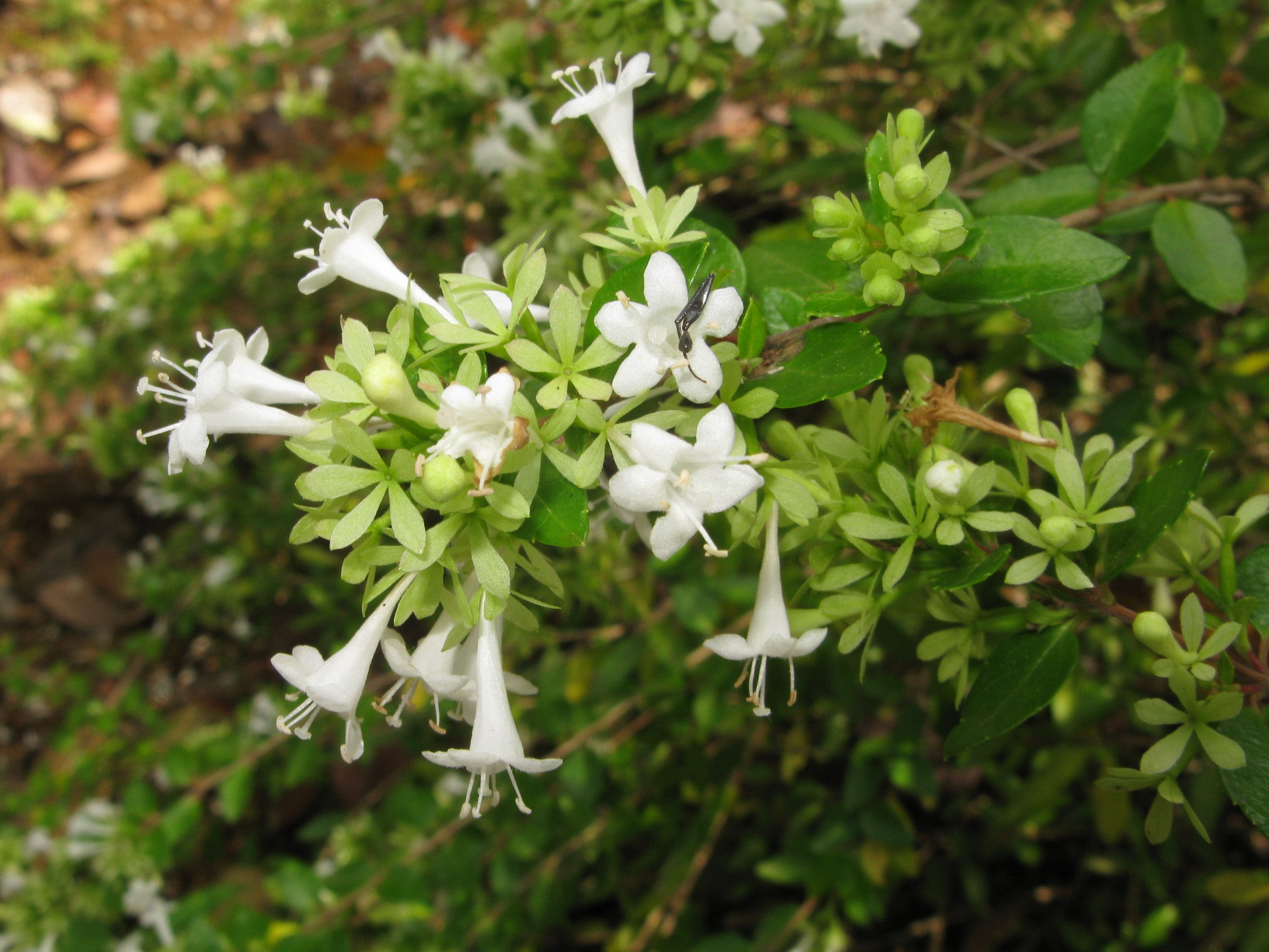 Abelia ionandra