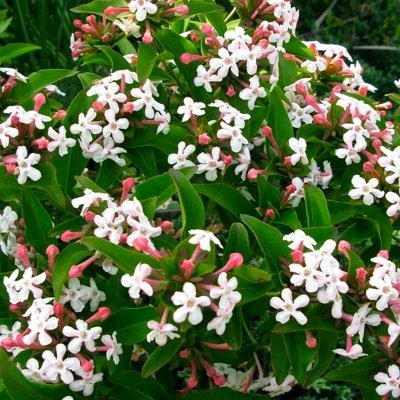 Abelia mosanensis