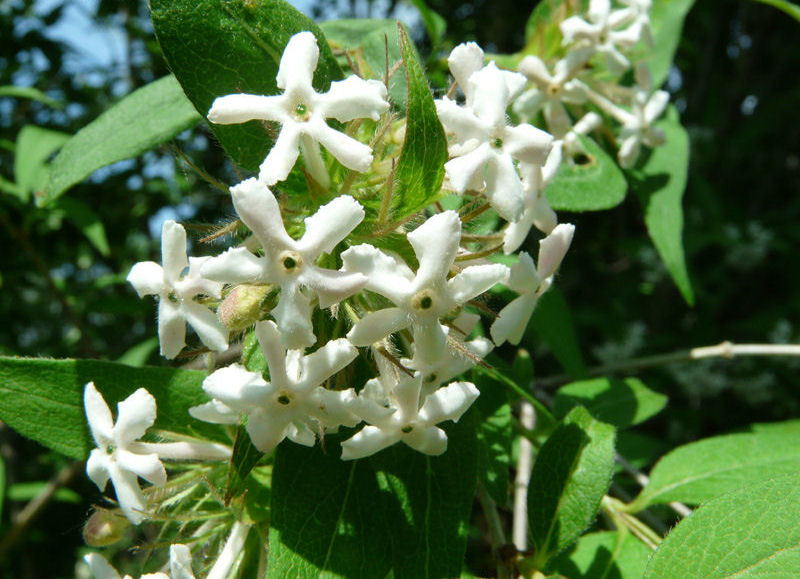 Abelia triflora 