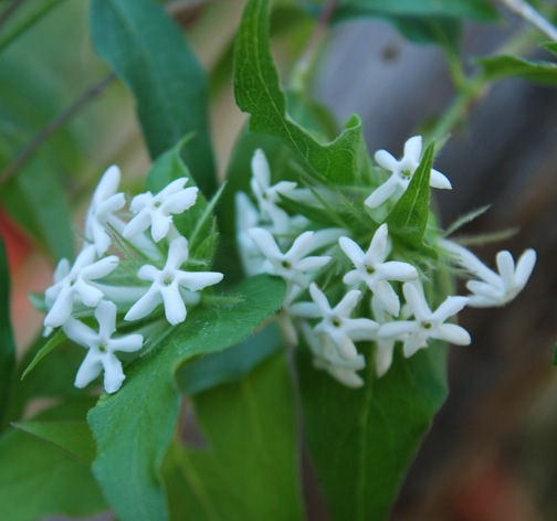 Abelia trifolia 