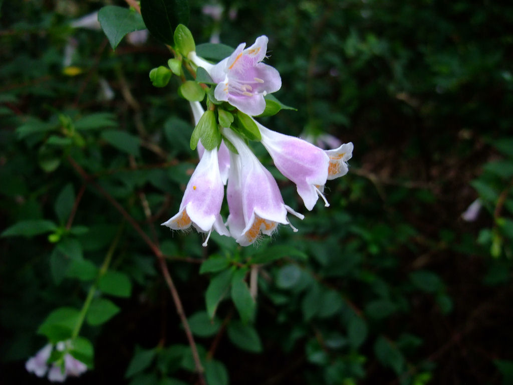 Abelia uniflora 