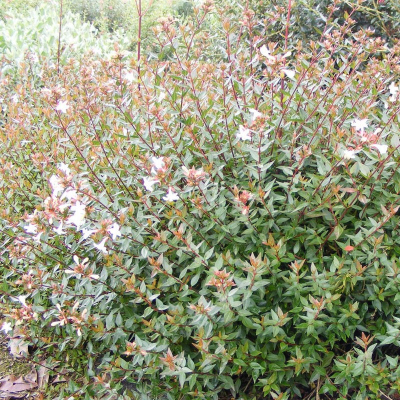 Abelia x grandiflora 