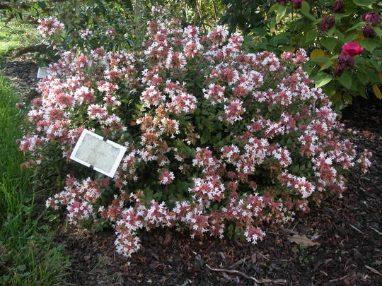 Abelia zanderi 