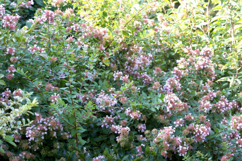 Abelia zanderi