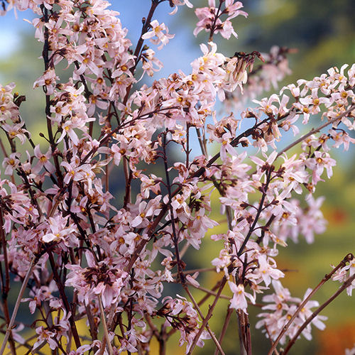 Abeliophyllum distichum 