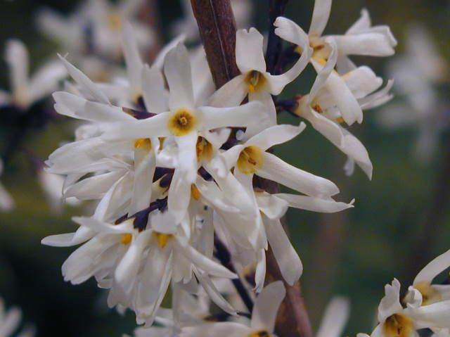 Abeliophyllum distichum 