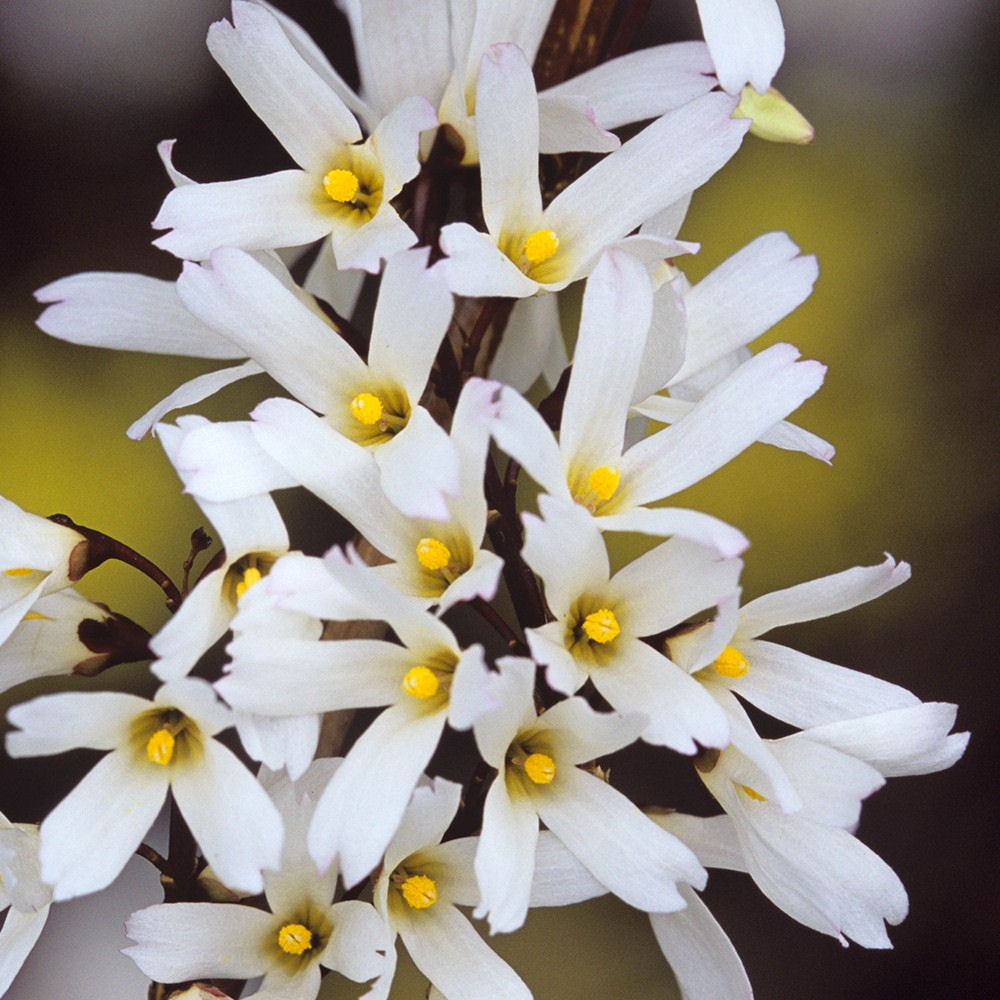 Abeliophyllum distichum 