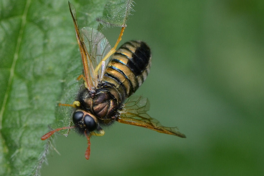 Abia sericea