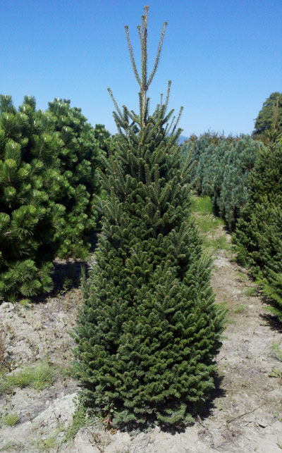 Abies alba 