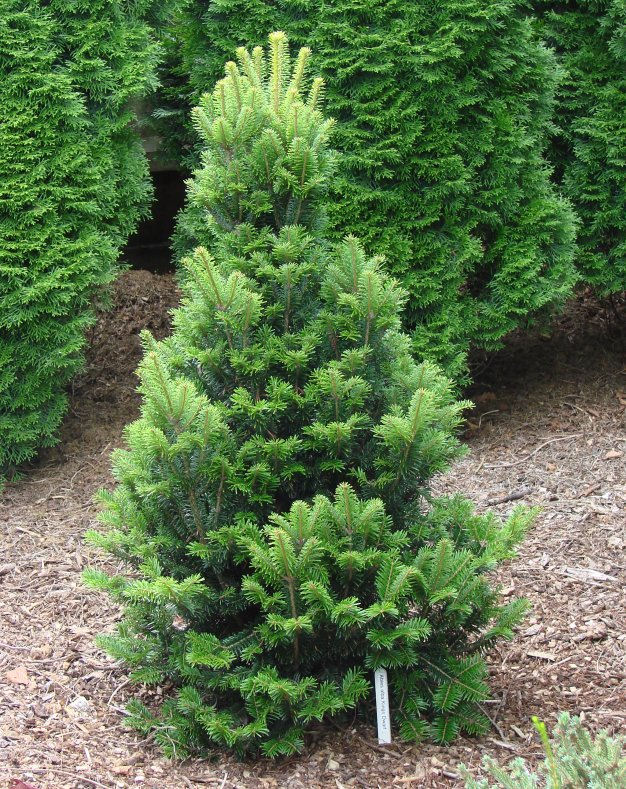 Abies alba 