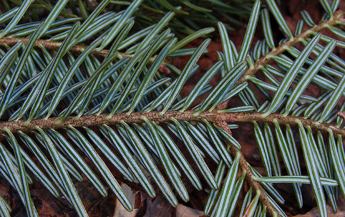 Abies alba 