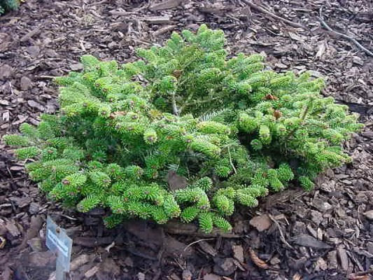 Abies alba 