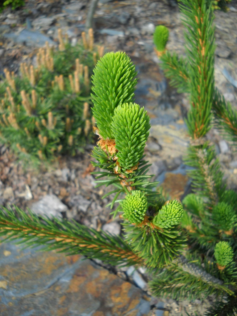 Abies alba 