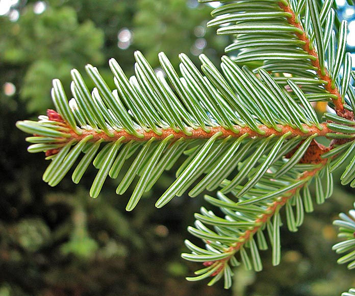 Abies alba 