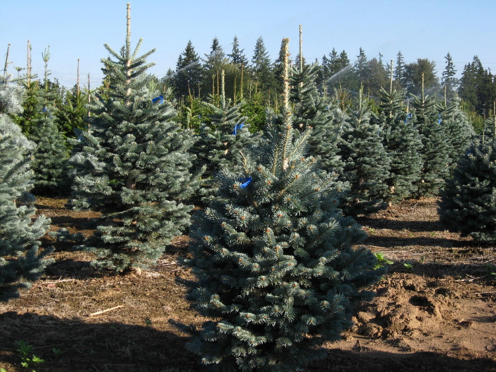 Abies amabilis 