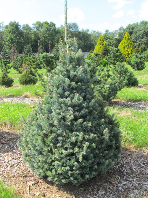 Abies amabilis 