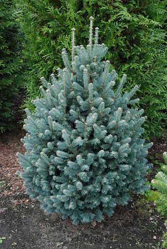 Abies amabilis 