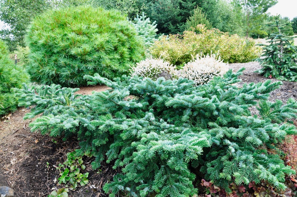 Abies amabilis 