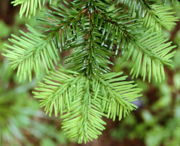 Abies amabilis 