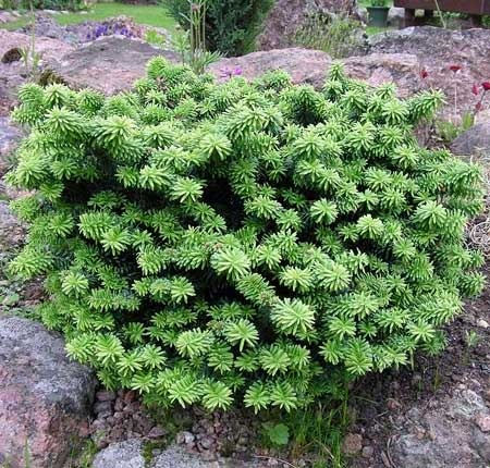 Abies balsamea 